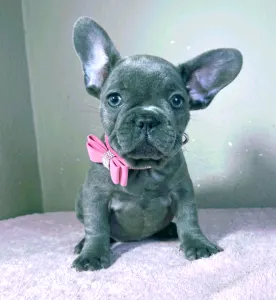 French Bulldog - Tiffany