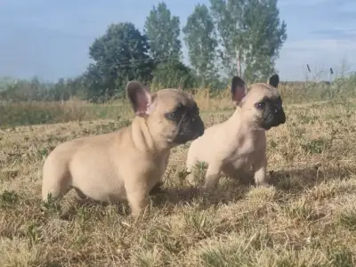 Francia bulldog - Hank