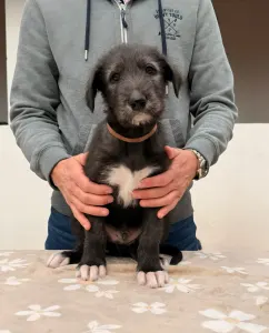 Irischer Wolfshund - Bruce