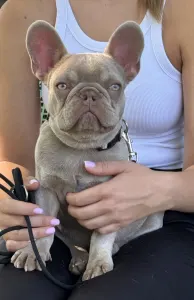 French Bulldog - Thug Life Paco