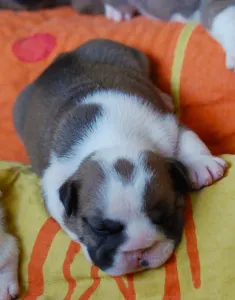Bulldog - Rengőhegyi-ormán Delilah