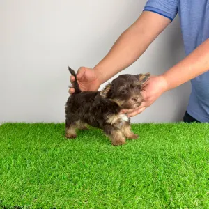 Yorkshire Terrier - Levis