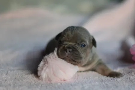 Französische Bulldogge - Rosie