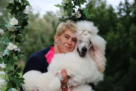 Poodle Standard - Amira