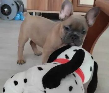 French Bulldog - Bella