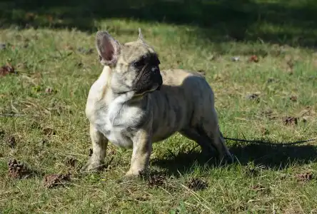 French Bulldog - Harley Quinn