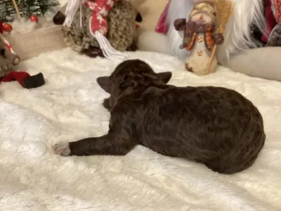 Romagna Water Dog - Boxos