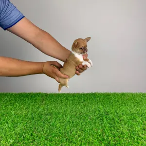 Chihuahua - Hidra