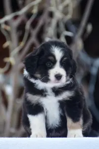 Miniature American Shepherd - Winstead Ode To The Western Sky