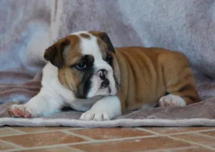 Angol bulldog - Rengőhegyi-ormán Delisa