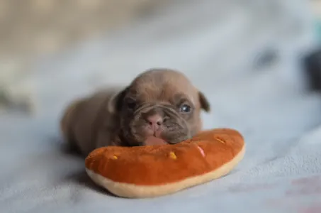 Französische Bulldogge - Balu