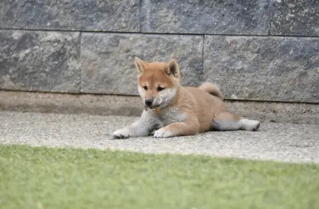 Shiba - Bravados Inori