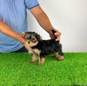 Yorkshire Terrier - Axa