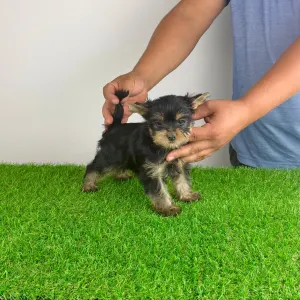 Yorkshire Terrier - Dave