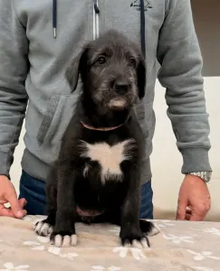 Irischer Wolfshund - Brie