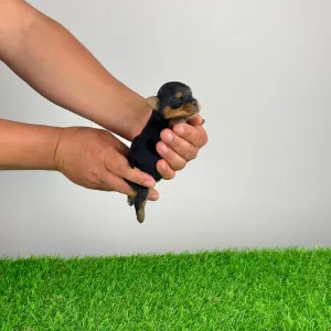 Jorkšírský teriér - Wickie