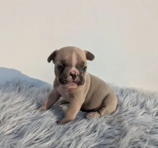 Bouledogue français - David
