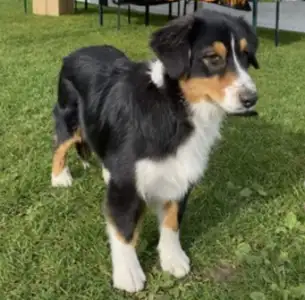 Australian Shepherd - Stella