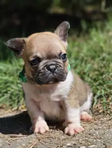 French Bulldog - Hercules