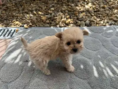 Maltipoo - Florida
