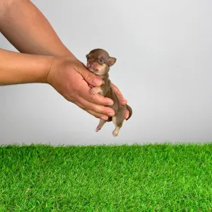 Chihuahua - Chiquita