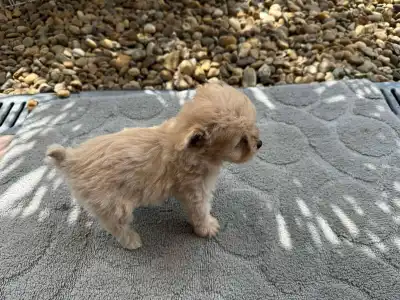 Maltipoo - Florida