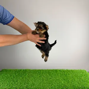 Yorkshire Terrier - Riffraff