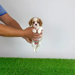 Cavalier King Charles Spaniel - Saci