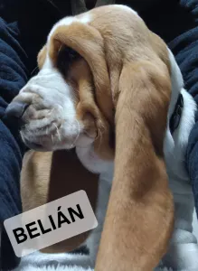 Basset Hound - Belián