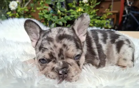 Buldog francuski - Helen 