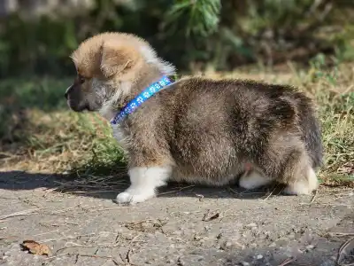 Welsh Corgi Pembroke - Lenox 