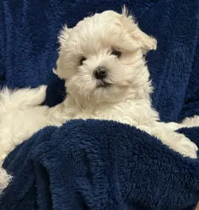 Máltai selyemkutya - White Silk Danny