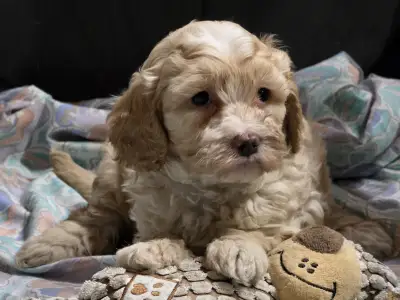 Cavapoo - Phedra