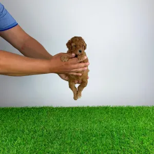 Poodle Miniature - Venice