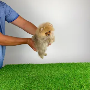 Pomeranian - Diamond