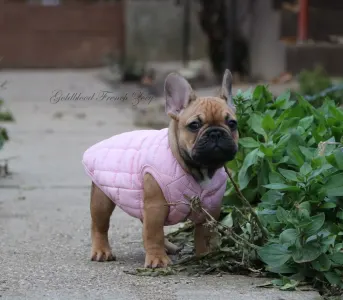 French Bulldog - Zoey