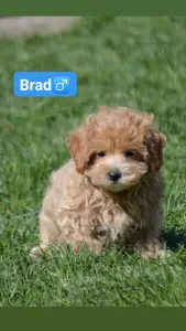 Maltipoo - Brad