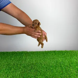 Caniche Nain - Verona