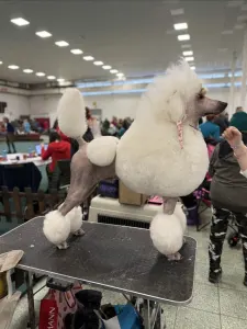 Óriás uszkár - Enzo