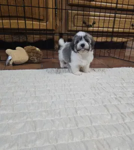 Havanese - Milo