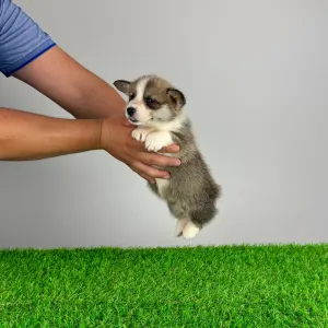 Welsh Corgi Pembroke - Sculli
