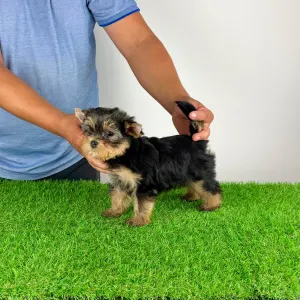 Yorkshire Terrier - Axa