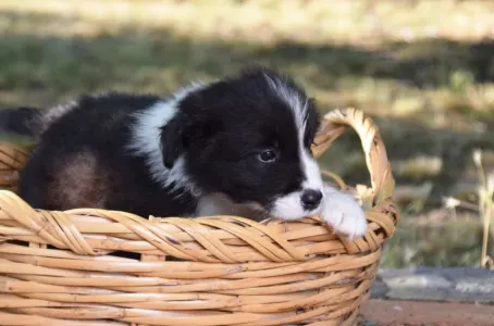 Border Collie - Dazzling Borders Addicted To You 