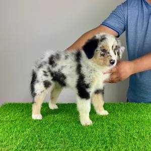 Australian Shepherd - Tamy