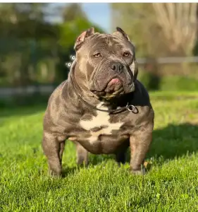 Amerikai Bully - Pocket - M. Platinum Dogs