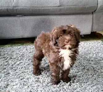 Maltipoo - Csoki