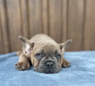 French Bulldog - Johnny