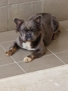 Bouledogue français - Emma