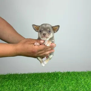 Chihuahua - Quanto