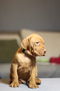 Hungarian Short-haired Vizsla - Shelby